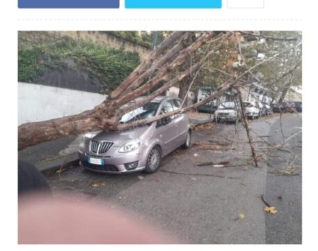 Strage sfiorata : cade albero vicino ad una scuola a Napoli. Prorogata allerta meteo. Situazione critica anche nell’Agro Nocerino Sarnese
