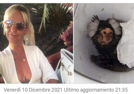 Maltrattava e drogava una scimmia fino a metterla in un water: condannata una donna di 38anni