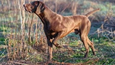 Cane ucciso a sassate: denunciato un allevatore 65enne