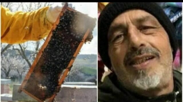 Attaccato da api e calabroni, muore operaio 59enne: stroncato da choc anafilattico