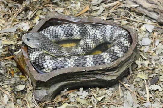 Muore una bambina di 5 anni a causa di un morso di un serpente mentre giocava in giardino