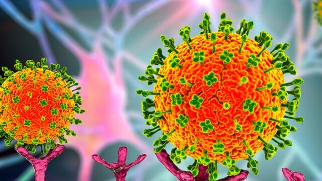 Il Langya virus è stato scoperto in Cina:infette 35 persone, colpisce reni e fegato.