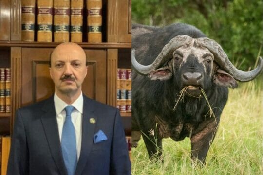 Presidente della Federcaccia ucciso da un bufalo: l’uomo gli aveva sparato senza però riuscire ad abbatterlo