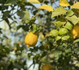 Lemonline di Iolanda Busillo: un’esaltazione frizzante del profumo di limoni