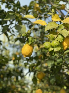 Lemonline di Iolanda Busillo: un’esaltazione frizzante del profumo di limoni