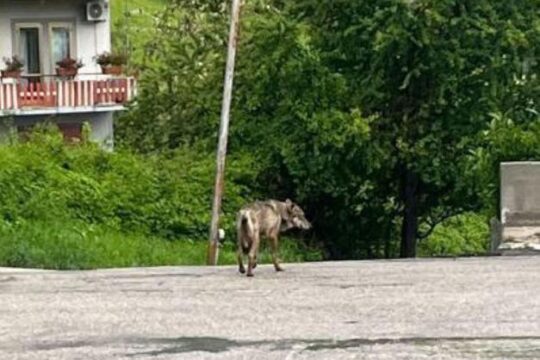 Un lupo aggredisce una donna e il suo cane in strada