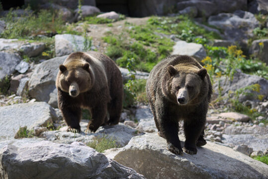 Il Tar di Trento sospende l’abbattimento degli orsi Jj4 e Mj5: sentenza rimandata