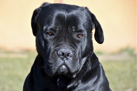 Un uomo è morto sbranato dai cani, la proprietaria: “Se sono stati loro pagheremo le conseguenze”