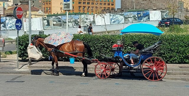 Cavalli costretti a trainare le carrozze nelle ore più calde: la denuncia dei cittadini