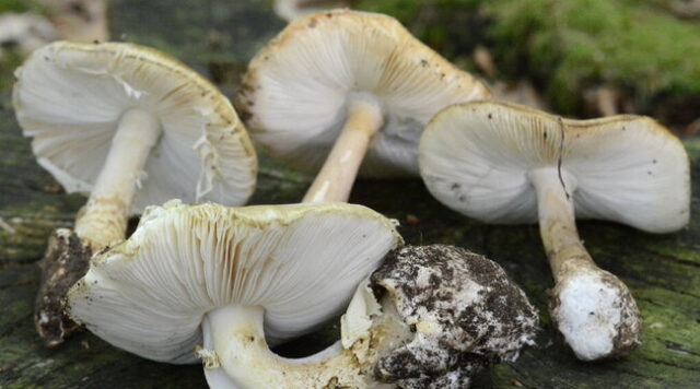 Pranzo con funghi velenosi, tre morti e uno gravissimo: indagata la nuora
