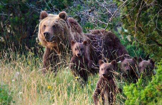 Presa la decisione sui cuccioli dell’orsa Amarena: saranno lasciati liberi