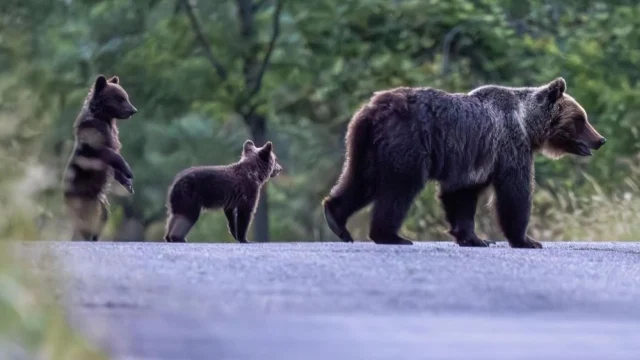 Avvistati i cuccioli dell’orsa Amarena: aspettano che la mamma ritorni
