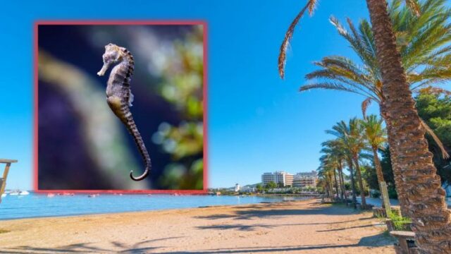 Turisti italiani uccidono cavalluccio marino: “Lo hanno lanciato come se fosse un giocattolo”