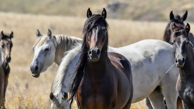 Cavalli selvatici australiani, condannati a morte: il piano per sterminarli dal cielo