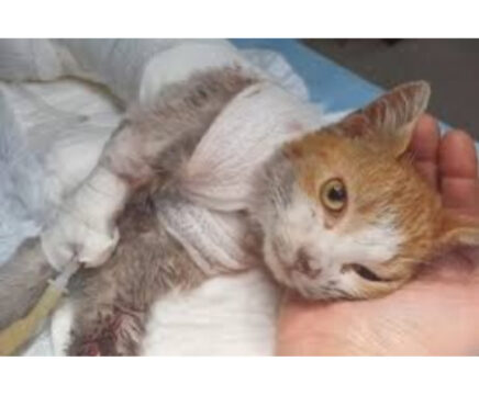 Leone, il gattino ucciso e scuoiato vivo: fiaccolata ad Angri