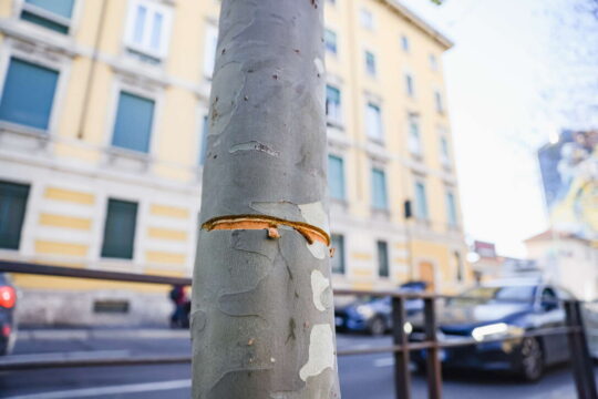 Arrestato un 24enne a Milano: tende un cavo d’acciaio sulla strada ad altezza uomo