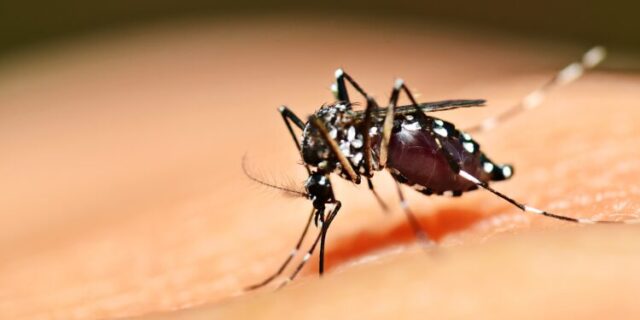 Cresce l’allarme dengue in Brasile, oltre 1,5 milioni i casi