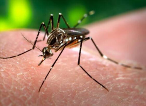 Virus Dengue: sospetto caso a Busto Arsizio