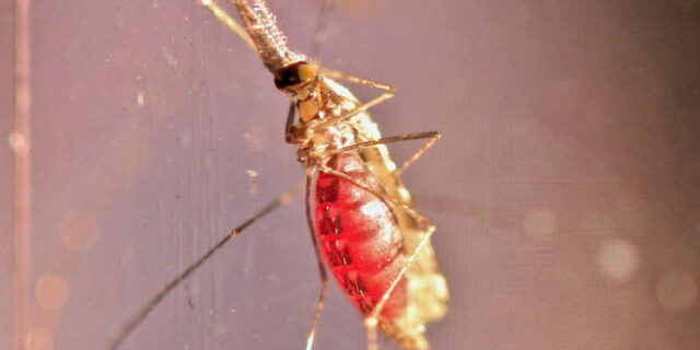 Dopo 50 anni compare in Italia la zanzara della malaria