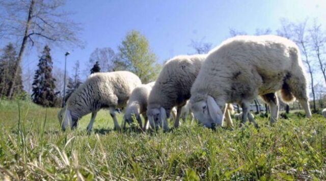 Genitori iscrivono quattro pecore a scuola per evitare la chiusura di una classe