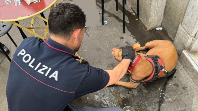 Picchia e getta nel cassonetto il proprio cane: denunciato un senzatetto