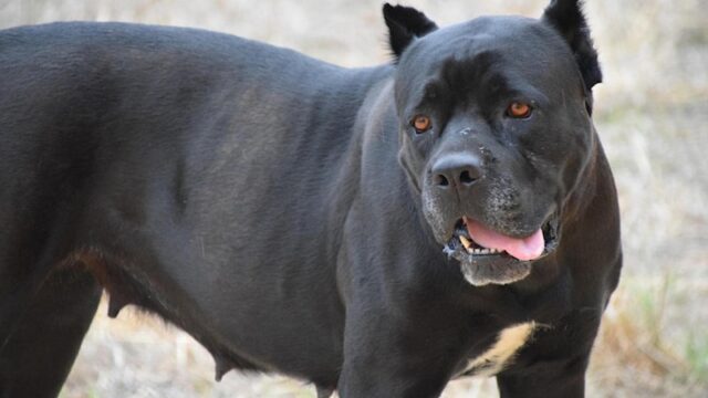 Chiede di mettere il guinzaglio al cane ma viene picchiato