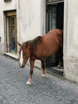 Vietri sul Mare, cavallo entra in una boutique a Dragonea e tenta di salire su un bus: foto e corsa al lotto