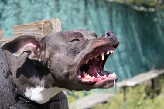 Azzannato da un cane di grossa taglia: bimbo di 8 anni lotta tra la vita e la morte