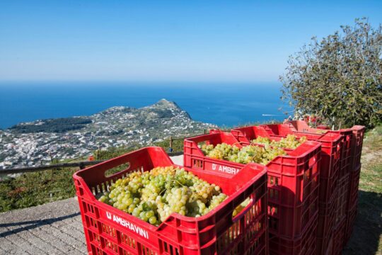 LAVORO: COLDIRETTI, LAVORO NEI CAMPI ITALIANI: SERVE MANOVALANZA ANCHE IN CAMPANIA