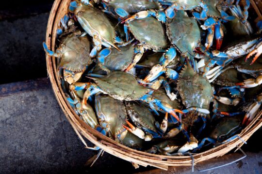 Due donne annegate mentre cercavano granchi blu