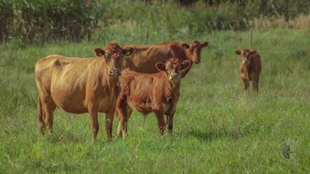 Allevatore muore in fattoria, a ucciderlo la testata di un vitello