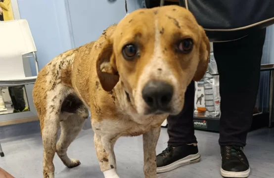 Cagnolino randagio ustionato con olio bollente: un medico salernitano pagherà le cure