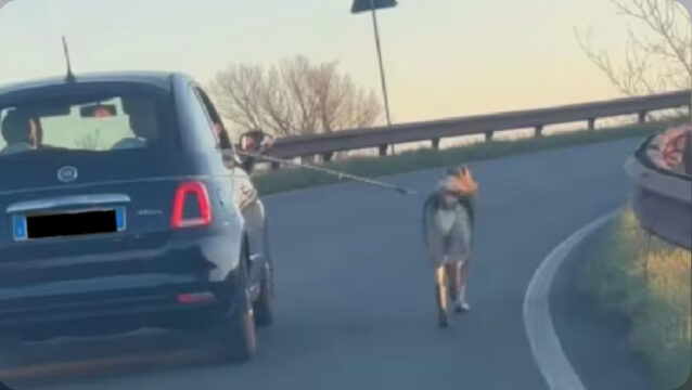 Cane trascinato al guinzaglio sull’autostrada: il video shock è virale