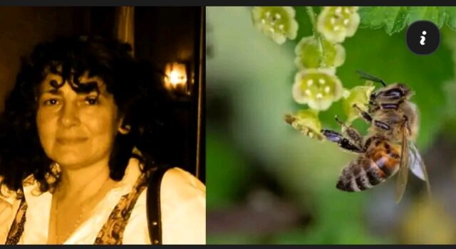 Muore punta da un insetto: shock anafilattico sotto gli occhi del figlio