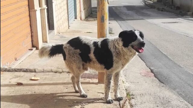 Uccide un cane e prova a mangiarlo: fermato un clochard 27enne