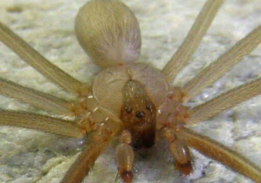 Ragno violino morde bagnino “Ho rischiato la setticemia”