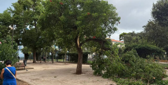 Crolla un albero in un parco, Borrelli: “Il verde pubblico è sempre più a rischio”
