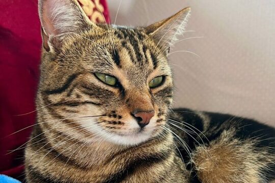 “Ho 10 anni e amo uccidere i gatti”: chat choc scoperte sui social