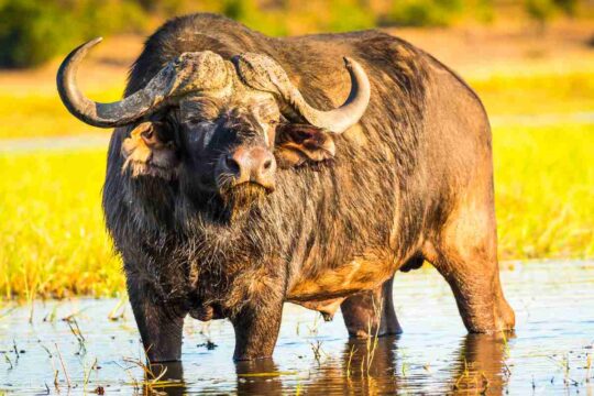 Cacciatore ucciso da un bufalo durante una battuta di caccia: l’animale illeso