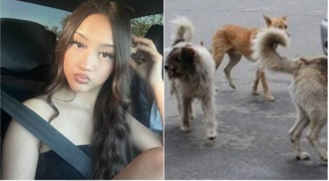 «Mia figlia 17enne aggredita e sfigurata da un branco di 10 cani. Le hanno risparmiato solo le caviglie, l’ho riconosciuta dal reggiseno»