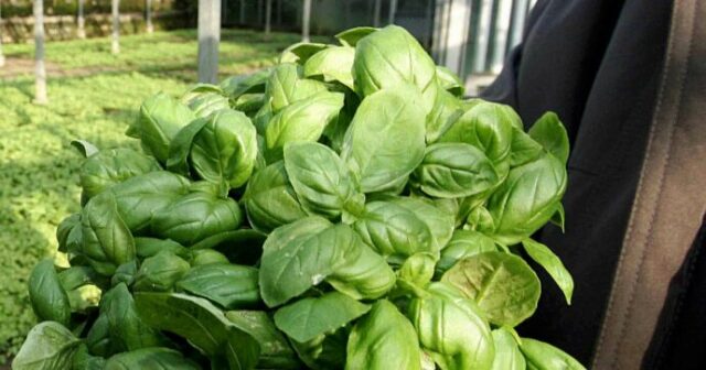 Ruba una pianta di basilico, poi ammette le colpe e la restituisce: condannato a nove mesi di carcere