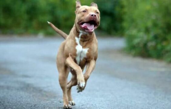 Pitbull aggredisce proprietario in casa, la moglie salva l’uomo uccidendo il cane a coltellate