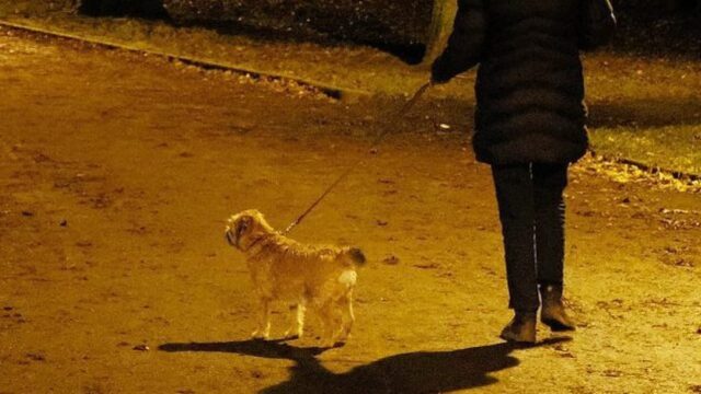 Anziano travolto da un’auto mentre passeggia col cane: alla guida un 22enne, morti l’uomo e l’animale