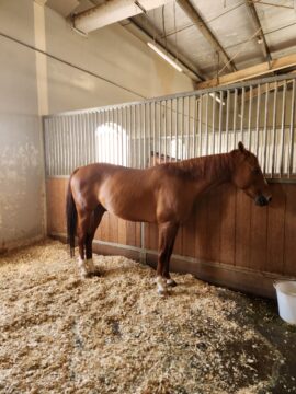 Energia e impegno sociale: Graded supporta l’ippoterapia ad Abu Dhabi