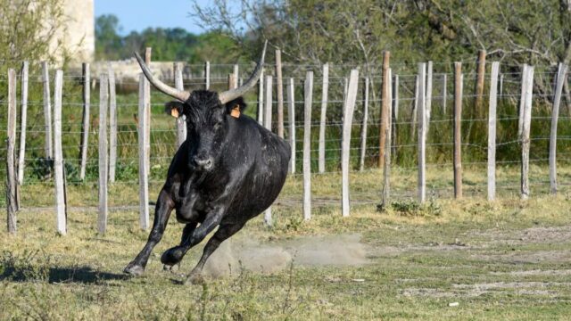 Si china a raccogliere asparagi, poi il toro lo carica alle spalle: pensionato muore dopo 24 ore di agonia