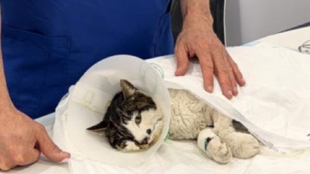 Rosi, gattina stuprata nel parco: è in gravi condizioni e non mangia