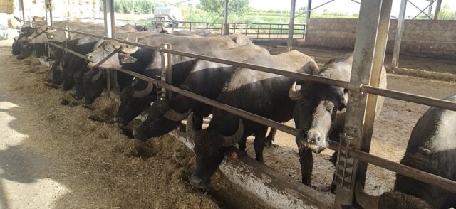 Coldiretti Campania: “Brucellosi bufalina in calo, risultati incoraggianti'”