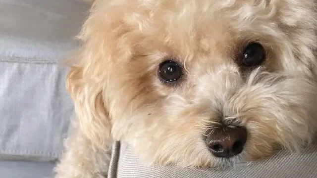 Ladri rapiscono un cane e lo gettato da un’auto in corsa perché abbaiava troppo