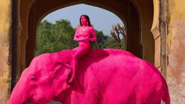 Dipinta di rosa per un servizio fotografico: elefantessa muore 5 mesi dopo lo shooting