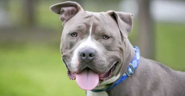 Bimbo di 7 anni morso da un pitbull: ferito gravemente, ricoverato in ospedale
